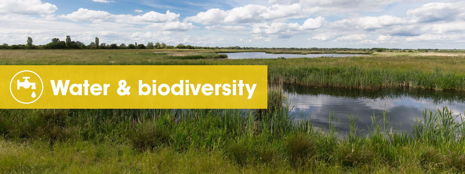 The largest man-made reed bed in Europe is being created at Needingworth quarry in Cambridgeshire.. 